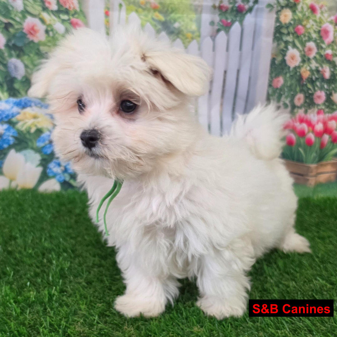 Puppy Image